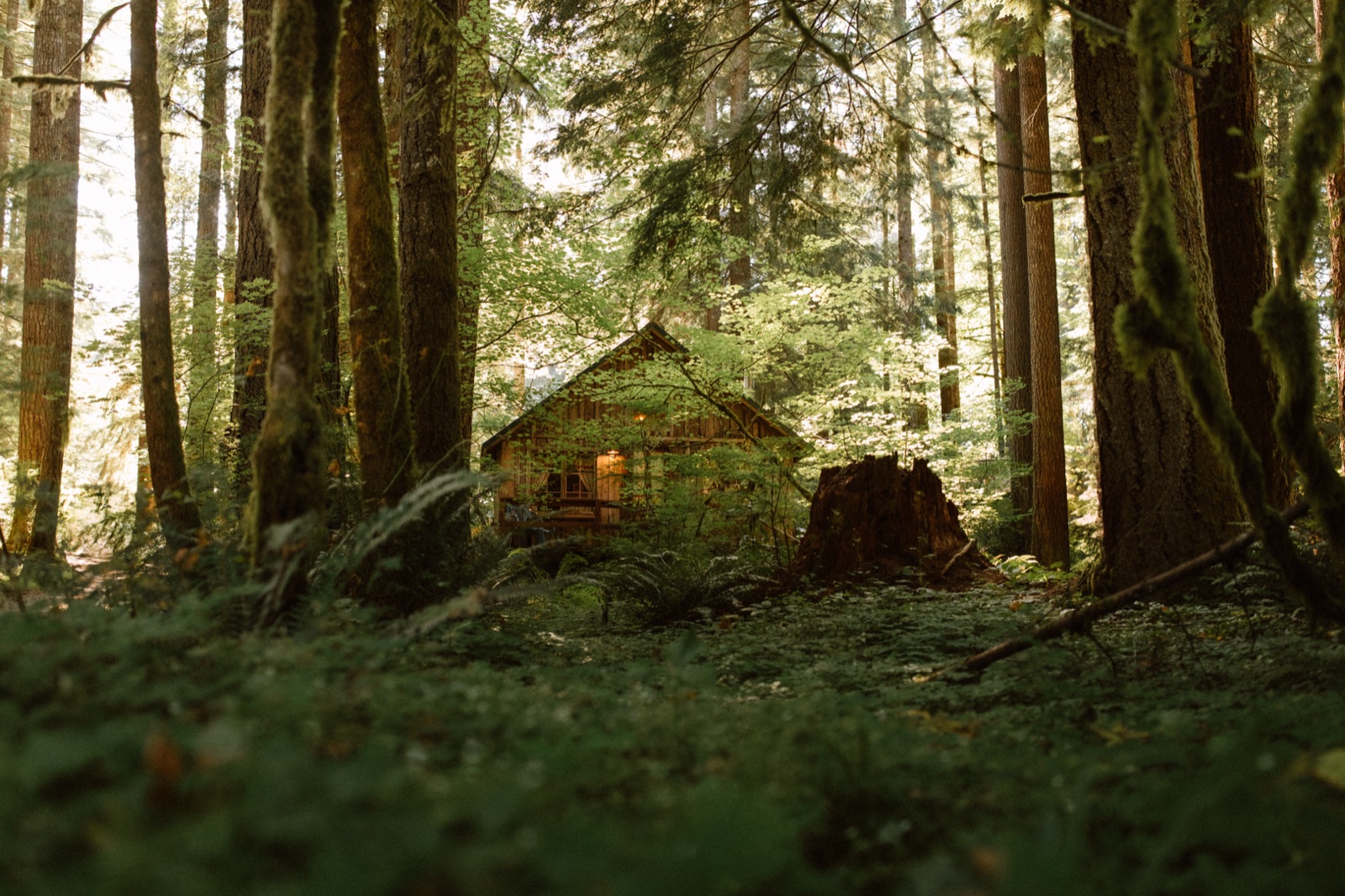 A rustic cabin nestled among towering old-growth trees in Baring, Washington